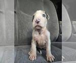 Puppy Puppy 4 Great Dane