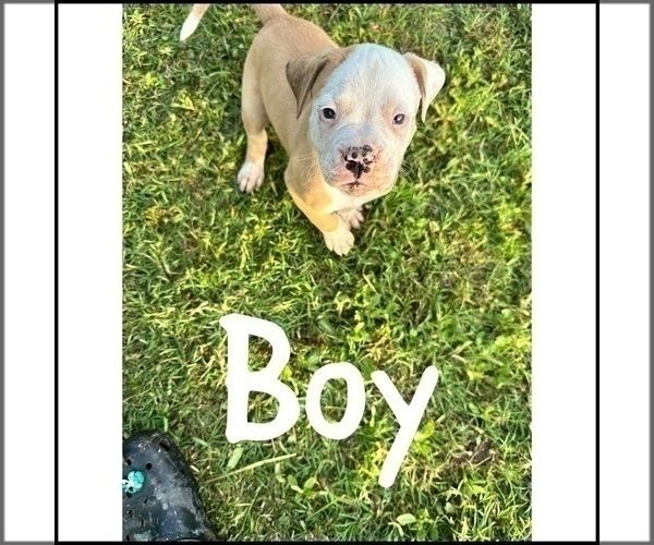 Medium Photo #5 American Bulldog Puppy For Sale in WARNER ROBINS, GA, USA