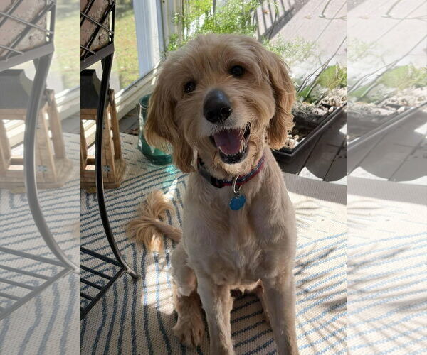 Medium Photo #1 Mutt Puppy For Sale in Greenville, SC, USA