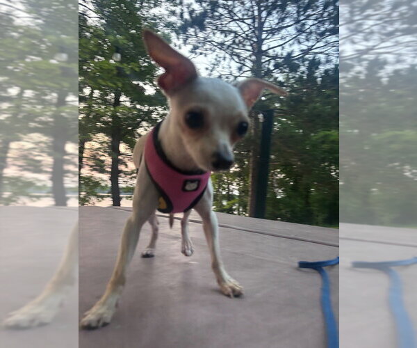 Medium Photo #2 Chihuahua-Unknown Mix Puppy For Sale in Andover, MN, USA