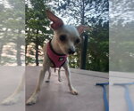 Small #1 Chihuahua Mix