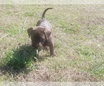 Small Photo #5 Labrador Retriever-Unknown Mix Puppy For Sale in RIPLEY, TN, USA