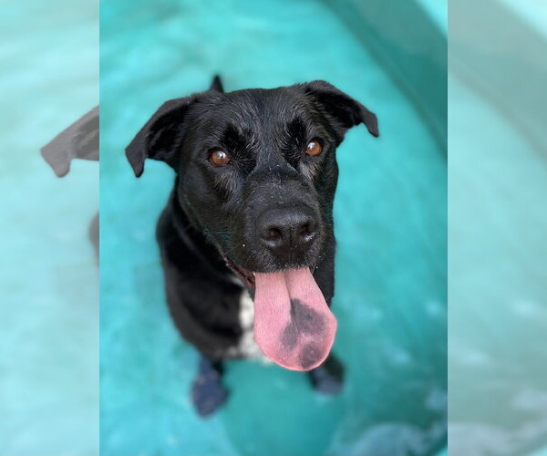 Medium Photo #12 Labrador Retriever-Unknown Mix Puppy For Sale in Rockaway, NJ, USA