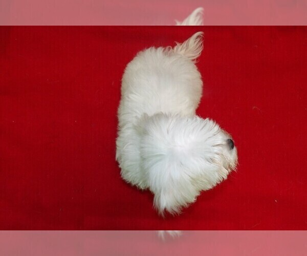 Medium Photo #4 Maltese Puppy For Sale in PATERSON, NJ, USA