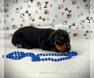 Dachshund Puppy for sale in WINNSBORO, LA, USA