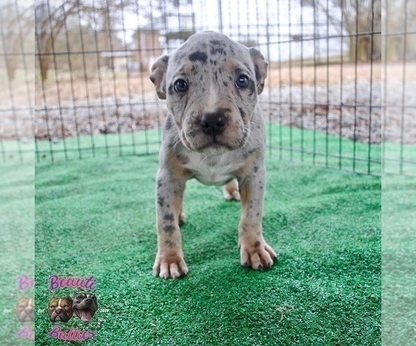 Medium Photo #5 American Bully Puppy For Sale in LEWISBURG, TN, USA