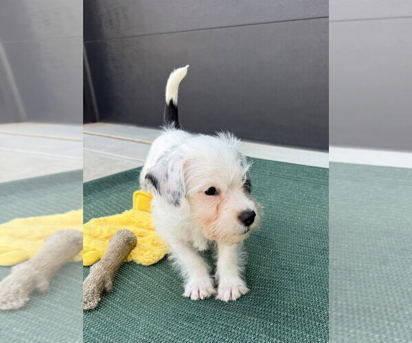 Medium Photo #10 Mutt Puppy For Sale in Raleigh, NC, USA