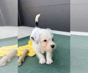 Red - Male Mutt Dog for Adoption - Photo #10