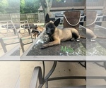 Small Photo #1 Belgian Malinois Puppy For Sale in DENISON, TX, USA