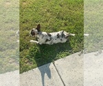 Small Photo #11 French Bulldog Puppy For Sale in NORTH MYRTLE BEACH, SC, USA