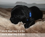 Small Photo #8 Labrador Retriever Puppy For Sale in PAWNEE, IL, USA