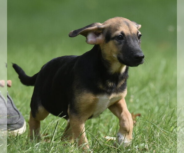 Medium Photo #6 Mutt Puppy For Sale in Mechanicsburg, PA, USA