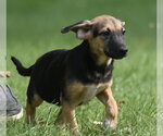 Small #5 Mutt