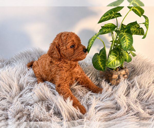 Medium Photo #5 Poodle (Toy) Puppy For Sale in RANCHO CUCAMONGA, CA, USA