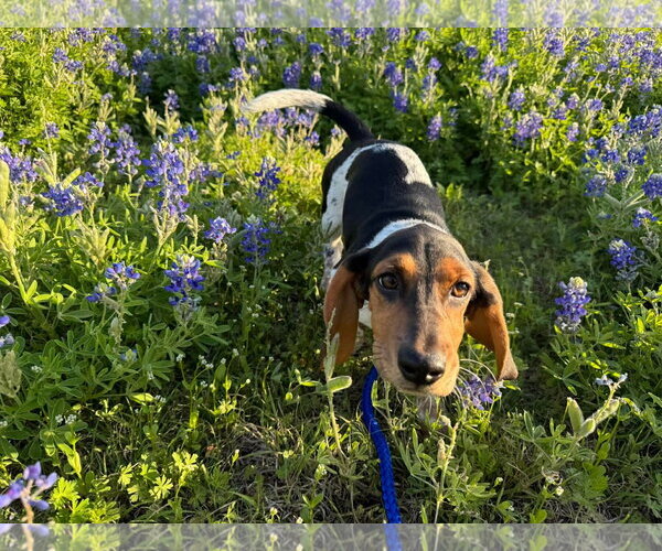 Medium Photo #2 Basset Hound Puppy For Sale in Carrollton, TX, USA