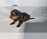 Small #11 Golden Mountain Dog