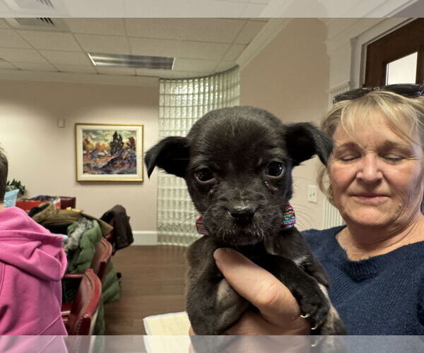 Medium Photo #4 Retriever -Unknown Mix Puppy For Sale in Holly Springs, NC, USA