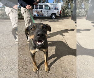 Mutt Dogs for adoption in El Centro, CA, USA