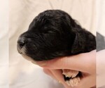 Small #1 F2 Aussiedoodle