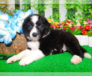 English Shepherd Puppy for sale in HAMMOND, IN, USA