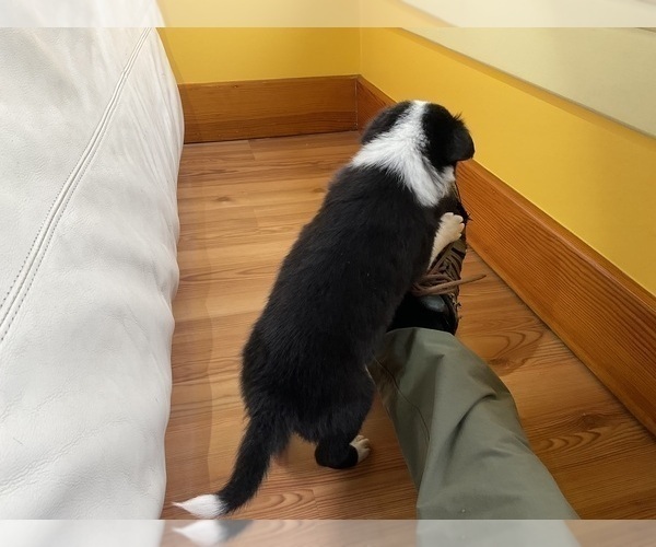 Medium Photo #6 Border Collie Puppy For Sale in KANSAS CITY, MO, USA