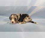 Small Photo #18 Bernedoodle (Miniature) Puppy For Sale in BLACK FOREST, CO, USA