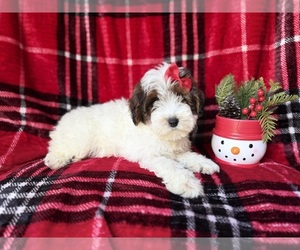 YorkiePoo Puppy for sale in LAKELAND, FL, USA