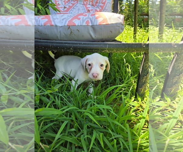Medium Photo #2 Mutt Puppy For Sale in Holly Springs, NC, USA