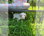 Small #1 Mutt