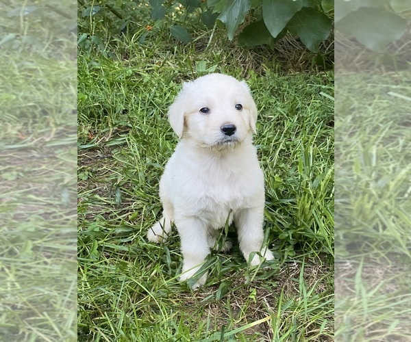 Medium Photo #12 Goldendoodle Puppy For Sale in WEAVERVILLE, NC, USA