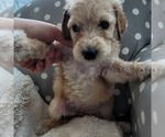 Small Photo #9 Goldendoodle Puppy For Sale in WEST, TX, USA