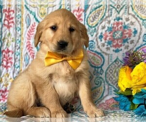 Golden Retriever Puppy for sale in LANCASTER, PA, USA