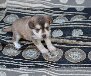 Medium Alaskan Klee Kai-Pomeranian Mix