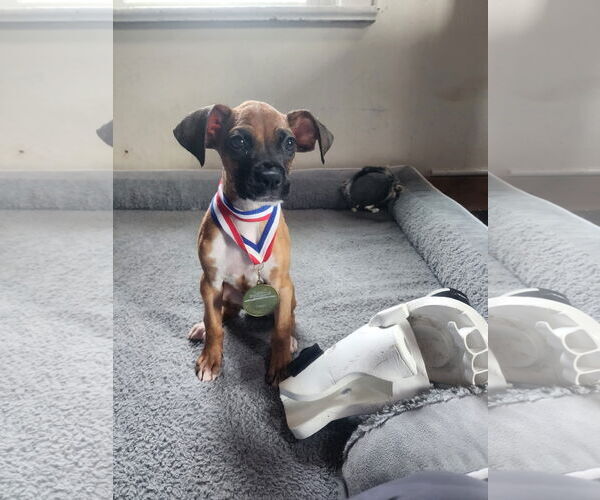Medium Photo #5 Boxer-Unknown Mix Puppy For Sale in New London, WI, USA