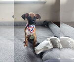 Small #4 Boxer Mix