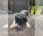 Small #3 Goldendoodle