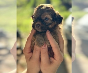 ShihPoo Puppy for Sale in LUDLOW, Massachusetts USA