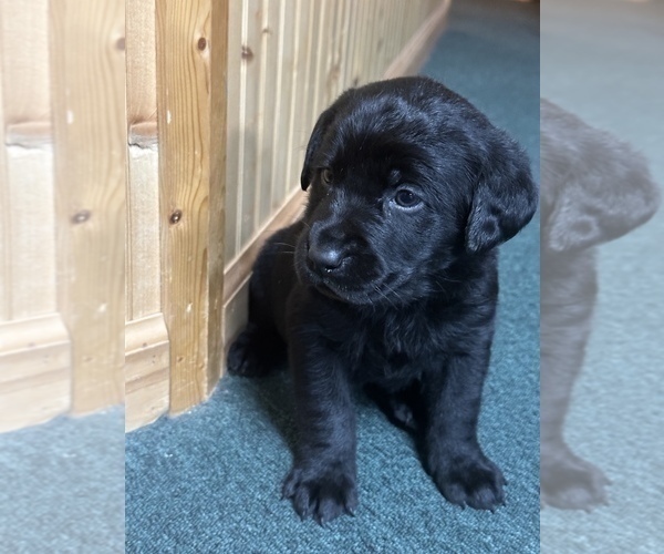 View Ad Labrador Retriever Litter of Puppies for Sale near Iowa
