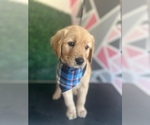Small Photo #2 Golden Retriever Puppy For Sale in WOODLAND, CA, USA