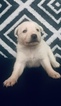 Small Photo #9 American Bulldog-German Shepherd Dog Mix Puppy For Sale in VILLA RICA, GA, USA