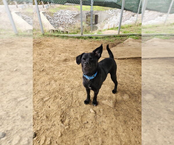 Medium Photo #8 Mutt Puppy For Sale in Evansville, IN, USA