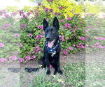 Small #2 Mutt