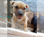 Small #4 Bulldog Mix