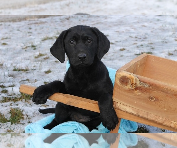 Medium Photo #1 Labrador Retriever Puppy For Sale in CLARKRANGE, TN, USA