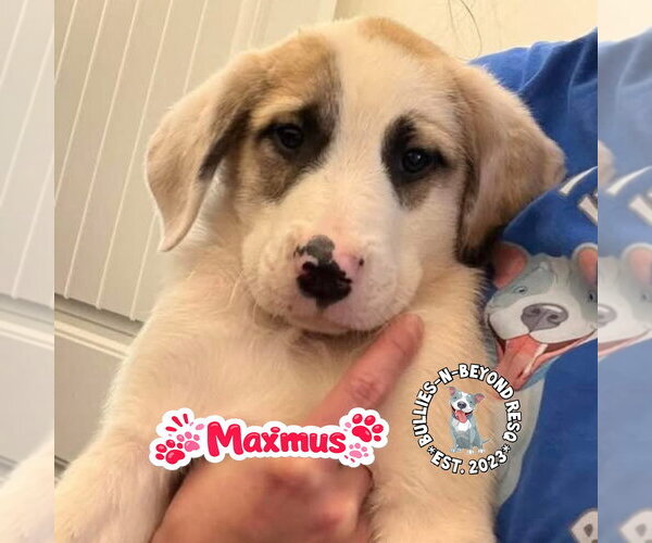 Medium Photo #1 Mutt Puppy For Sale in Omaha, NE, USA