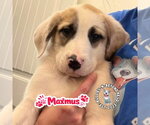 Small Mutt