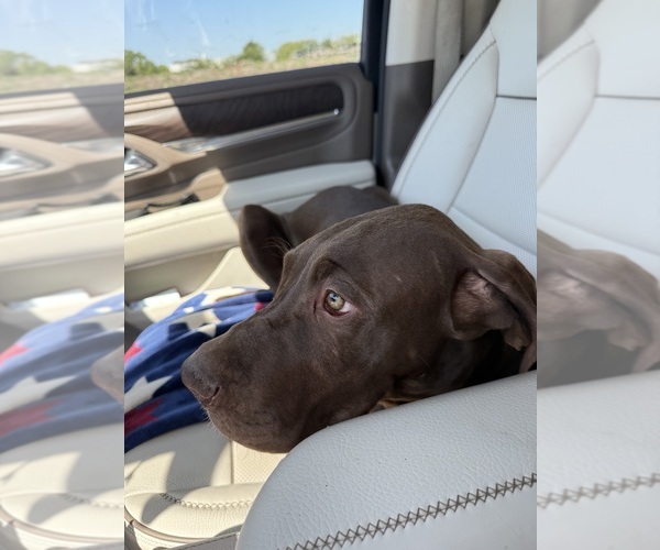 Medium Photo #3 Great Dane Puppy For Sale in HALLETTSVILLE, TX, USA