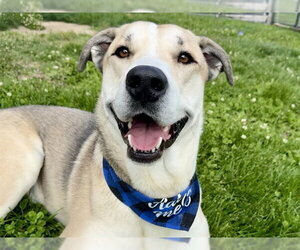 Golden Retriever-Unknown Mix Dogs for adoption in Pueblo, CO, USA