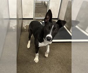 Border Collie Dogs for adoption in Stockton, CA, USA