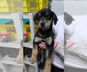 Catahoula Leopard Dog-Labrador Retriever Mix Dogs for adoption in Calgary, Alberta, Canada